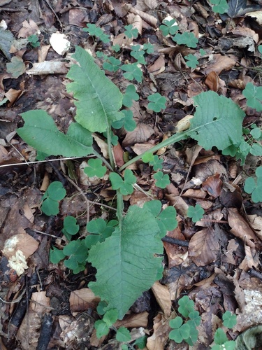 Primula elatior