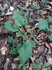 Primula elatior