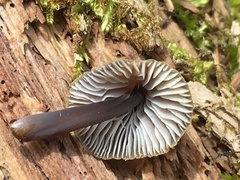 Mycena silvae-nigrae