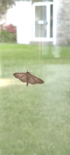Box Tree Moth