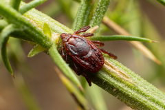 Rhipicephalus sanguineus