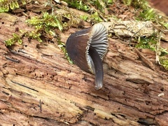 Mycena silvae-nigrae