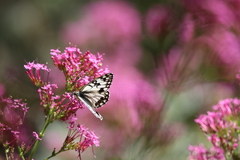 Melanargia occitanica