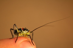 Acanthoplus discoidalis