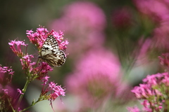 Melanargia occitanica