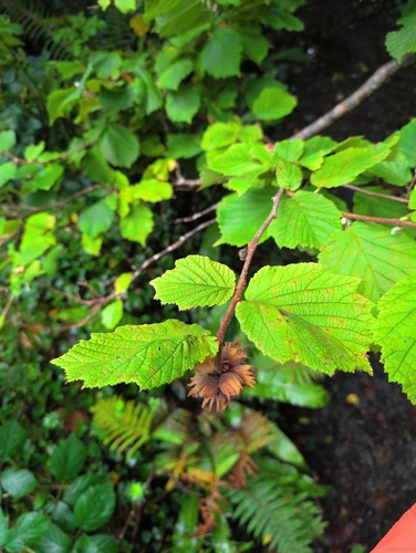 common hazel
