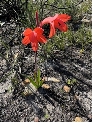 Spectacular Watsonia (Watsonia spectabilis)