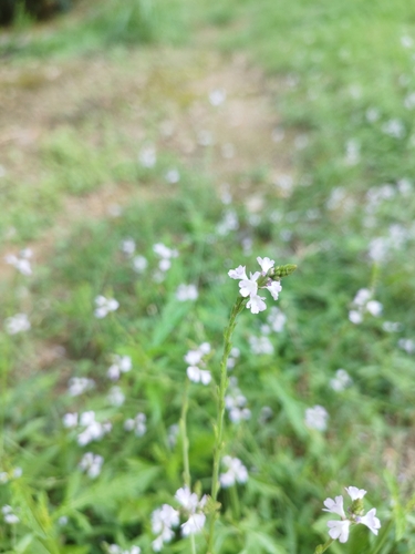 Common vervain
