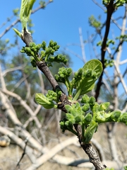 Vangueria infausta