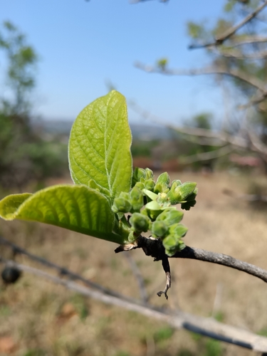 Vangueria infausta, photograph 2