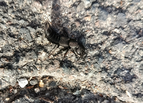 Devil's Coach Horse Beetle