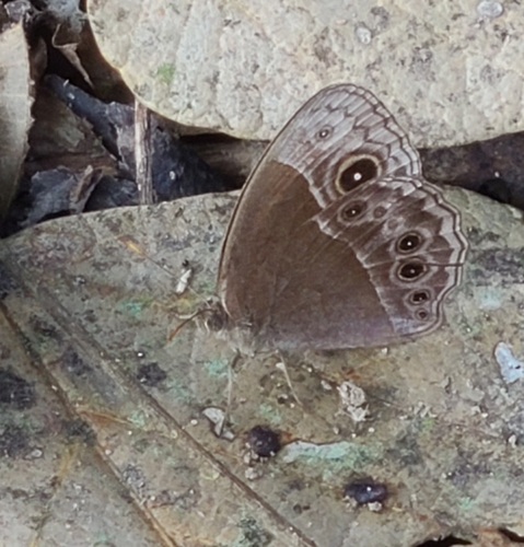 Bush Brown