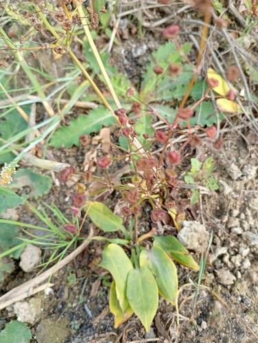 European Water-plantain