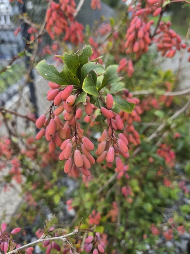 European barberry