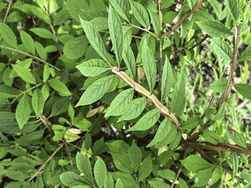 winged euonymus