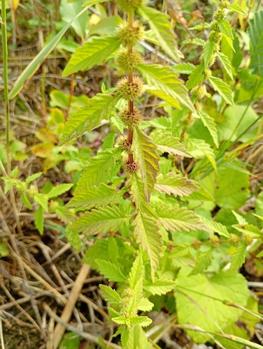 European water-horehound