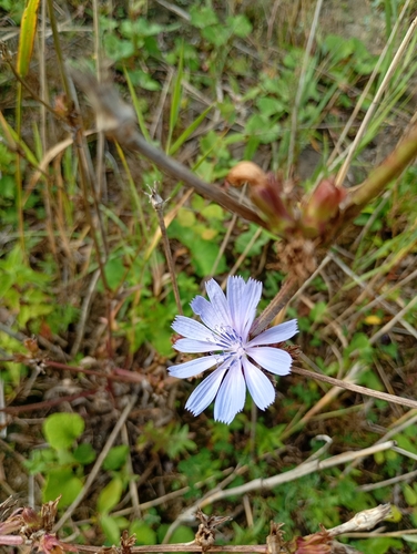 chicory