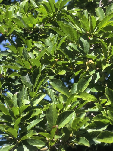 Chinese Ash