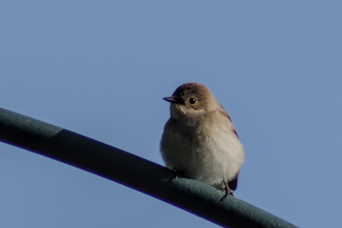 European Pied Flycatcher