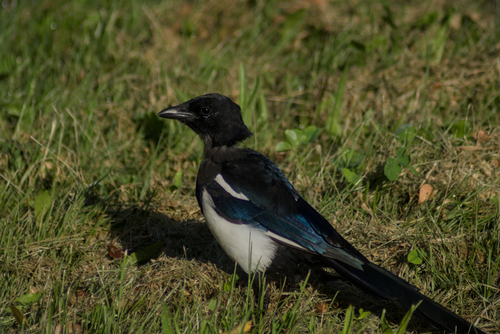 Eurasian Magpie