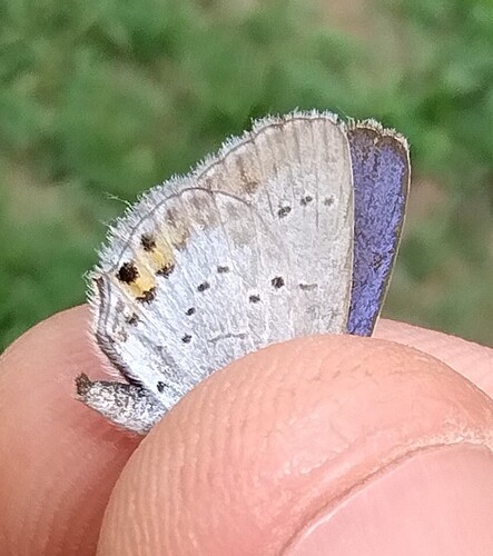Short-tailed Blue