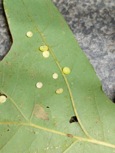 Smooth Spangle Gall Wasp
