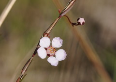 Euryomyrtus ramosissima