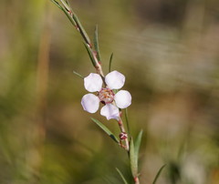 Euryomyrtus ramosissima