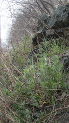 Artemisia vulgaris kamtschatica