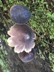 Mycena silvae-nigrae