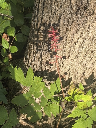 Asian baneberry