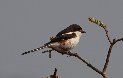 Southern Fiscal