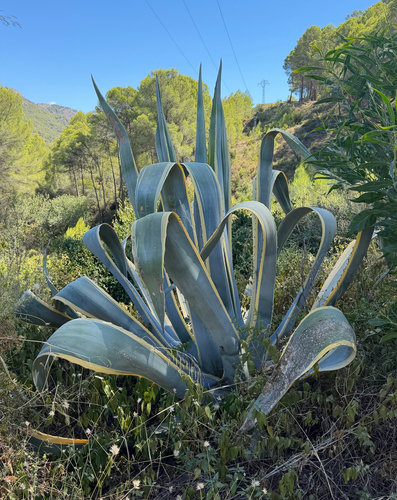 American century plant