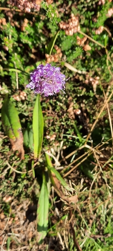 Devil's-bit Scabious