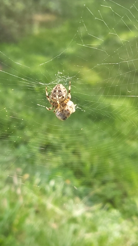 Cross Orbweaver