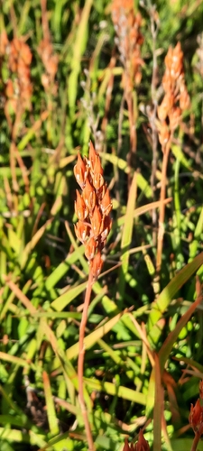 bog asphodel