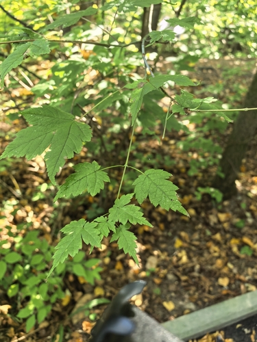 bearded maple