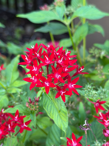 Pentas, 2026-09-15
