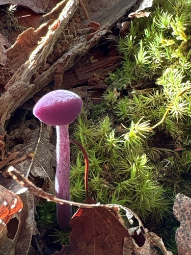 Amethyst Deceiver