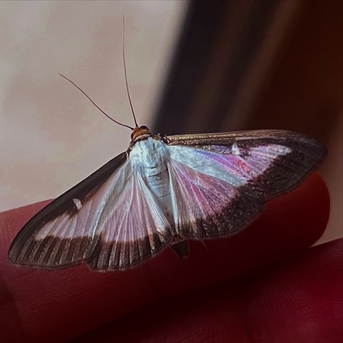 Box Tree Moth