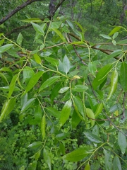 Salix