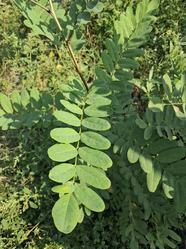 black locust