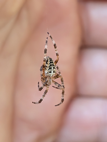 Cross Orbweaver