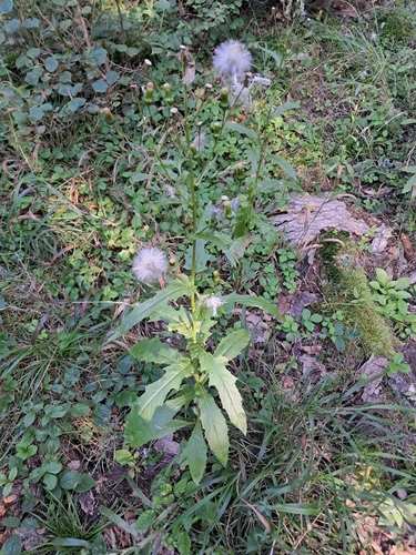 American burnweed