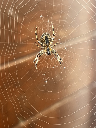 Cross Orbweaver