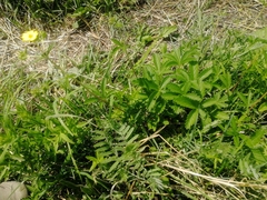 Potentilla chrysantha