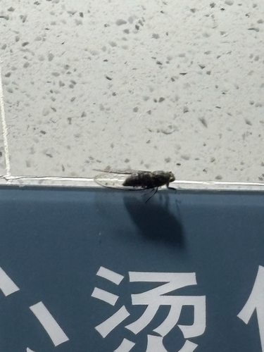Priest Cicada