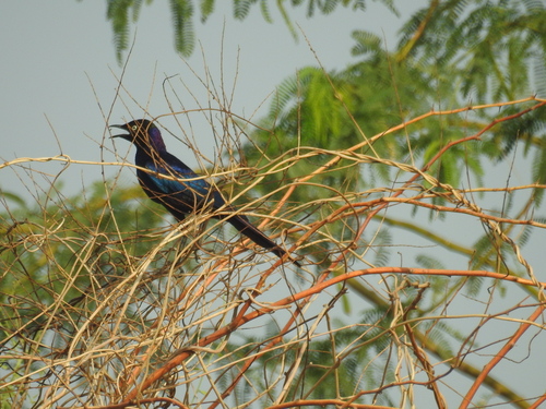 Rüppell's Starling