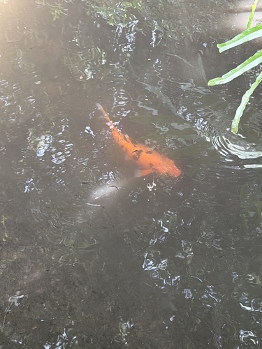 Amur Carp