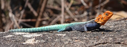 Kirk's Rock Agama